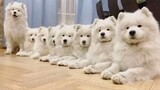 A row of dog heads, obediently waiting for their meal