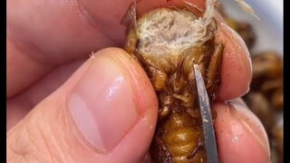 Con ve sầu này sao giống thịt lợn thế nhỉ?