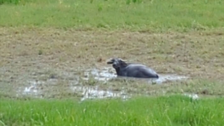 Buffalo