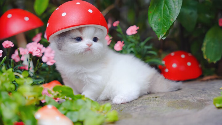 Đi rừng thấy loại nấm này, nhất định đừng chạm vào