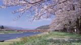Film|Spring's Sakura