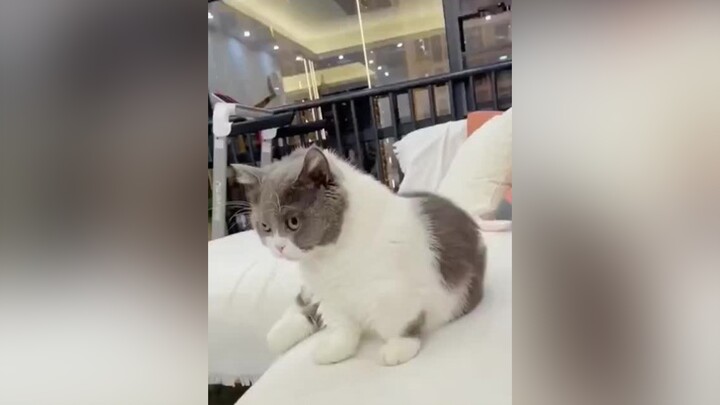 mèocute cat côvid19 tình trạng chung của bọn mình :(((((((