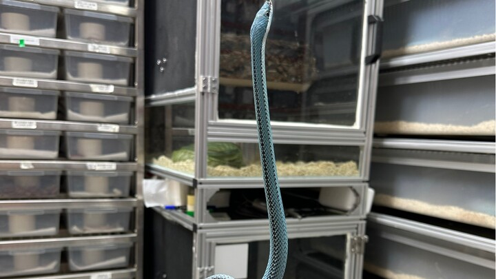 Check out something awesome: a little baby Blue-banded Tree Snake!