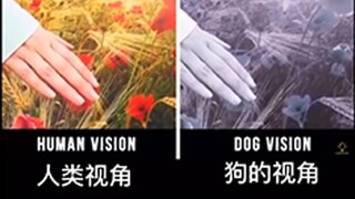 你知道动物眼中的世界，和我们看到的有什么区别吗？