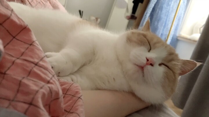 Sharing a cute, baby-like pout 🐷 #HereComesTheCat ##CatPlanet