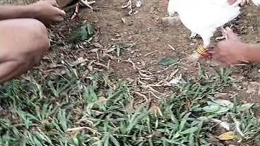 katuwaan bantam