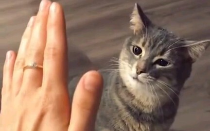 Cú đập tay của chú mèo này dễ thương quá