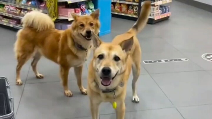 Pass the exam, and the dog will be a free little pup!