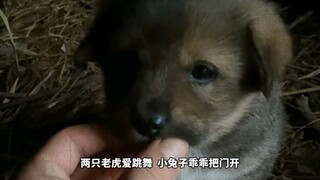 「狗儿再也听不到狗儿歌了」