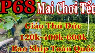 Mai vàng chơi tết p68 | 0384620997 Thư | Mai Giảo Thủ Đức 120k - 400k -600k hàng chơi tết Bao ship