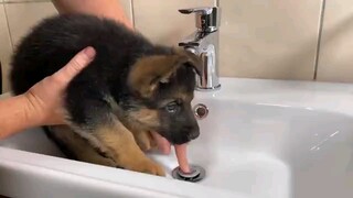 Saat kecil, German Shepherd yang keren dan besar, juga suka menangis.