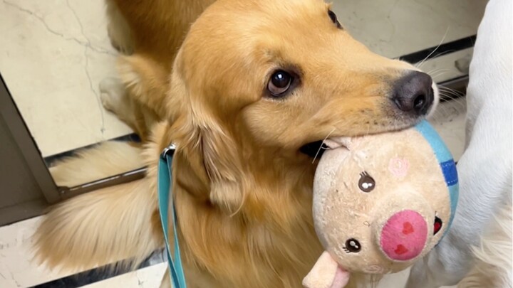 Anh ấy hình như nghiện rồi.