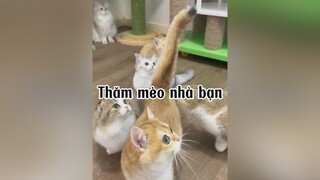 Thăm nhà bạn yêu   cat Hello2022