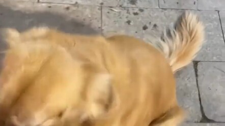 Golden Retriever: I have a cold uterus.