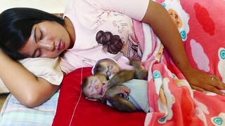 Adorable Little Maki and Baby Maku Sleeping So Well | Both Baby Monkey Lovely Sleep With Mom