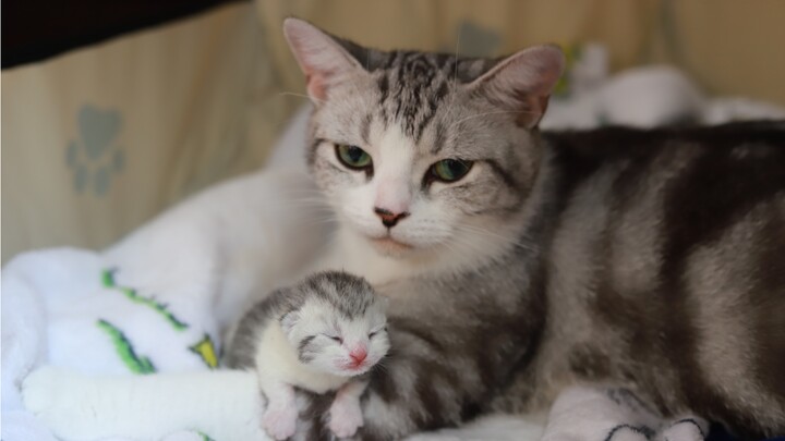 Puding sudah lahir^_^