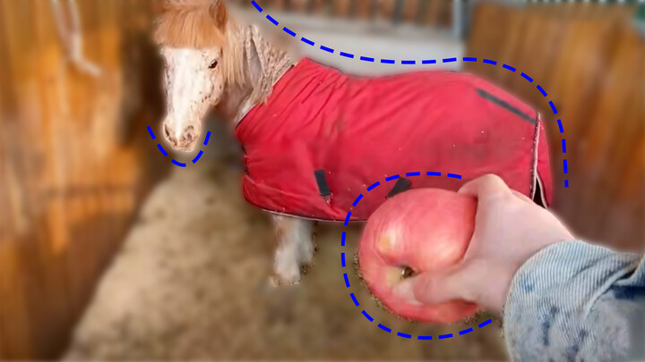 Use a big apple to comfort the pony