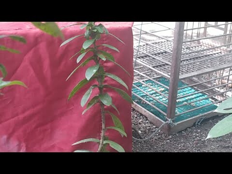 Burung Dara Burung merpati