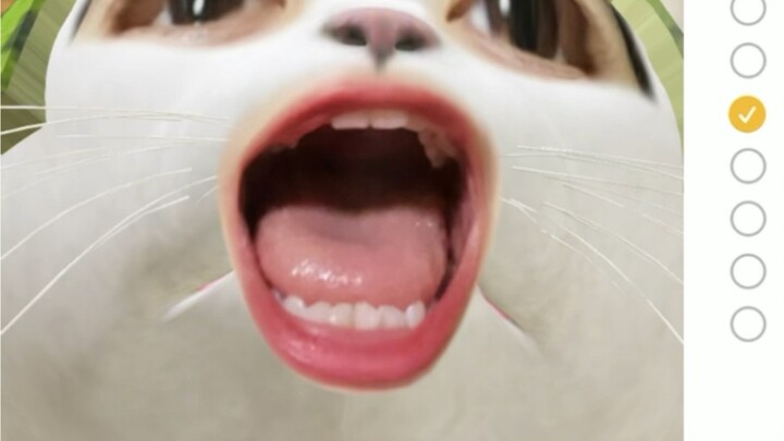 Mèo dưa hấu cô đơn! ! Còn ai nữa! ! ?