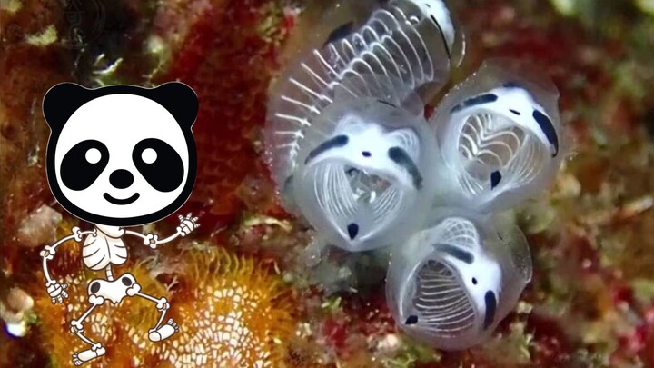 Wajah imut, tubuh menyeramkan! Spesies baru: ubur-ubur panda bertulang!