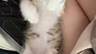 It's laughing~ Hahaha