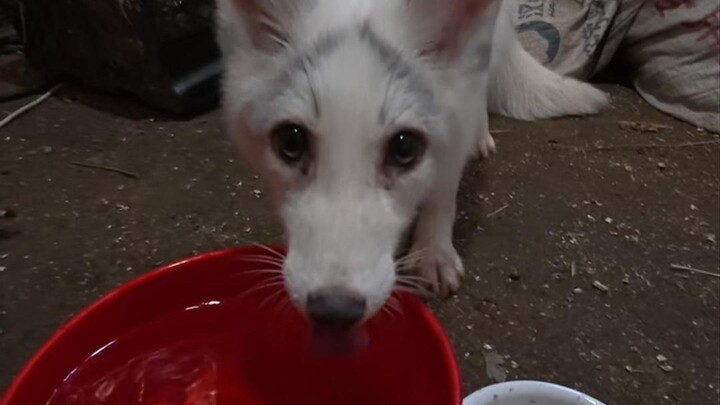 小狐狸，真迷人......