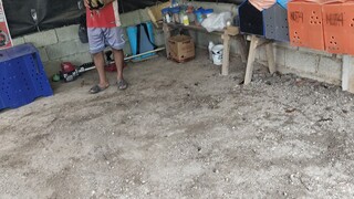 NBJJ4 Gilmore vs NBJJ4 Talisayon