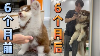 Alaska's wild growth: monthly payments as low as half a cow!