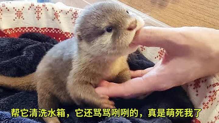 如此可可爱爱的水獭，帮它清洗水箱，它还骂骂咧咧的，真是萌死我了