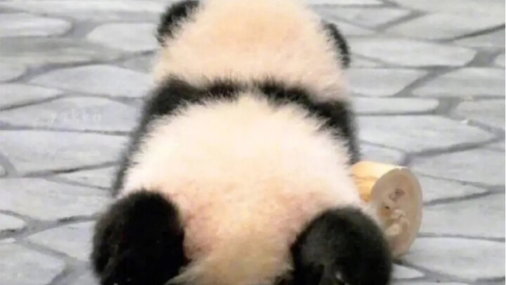 طفولة الباندا العملاقة الخجولة والمحرجة.