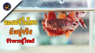 ปลากัดโค่ยนีโม่กิจกรรมของฟรีมีในโลกมีอยู่จริงๆรีวิวจากผู้โชคดีสไตล์korattv