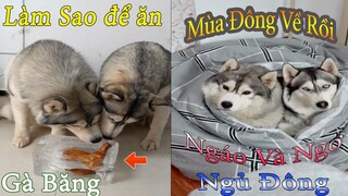 Dương KC | Ngáo và Ngơ #3 | chó thông minh đáng yêu | cute smart dog pet | Thú Cưng TV