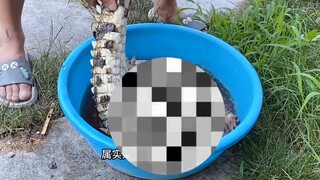 Crocodile Thorton vs. Desert Butcher Furnace selalu makan melon