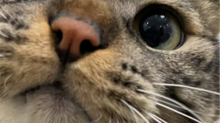 卷：听说很多人都想亲亲我的小嘴？