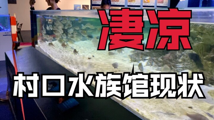 时隔一年，水族馆早已物是鱼非