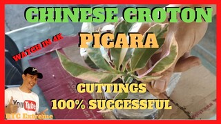 HOW TO ROOT PICARA CHINESE CROTON CUTTINGS Without Losing Leaves