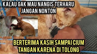 Masya Allah Begini Reaksi Kucing Ketabrak Kereta Saat Di Kunjungi Orang Yang Menolongnya Di Klinik.!