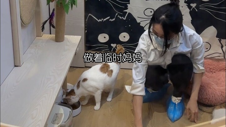 She is the mother of 1,000 stray cats