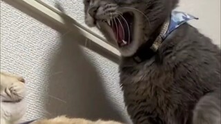 猫咪：别惹我！ "猫狗大战 "猫咪护主