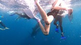 oslob whale sharks