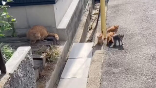 I stumbled upon a group of adorable little ones—orange cats are truly orange cats!
