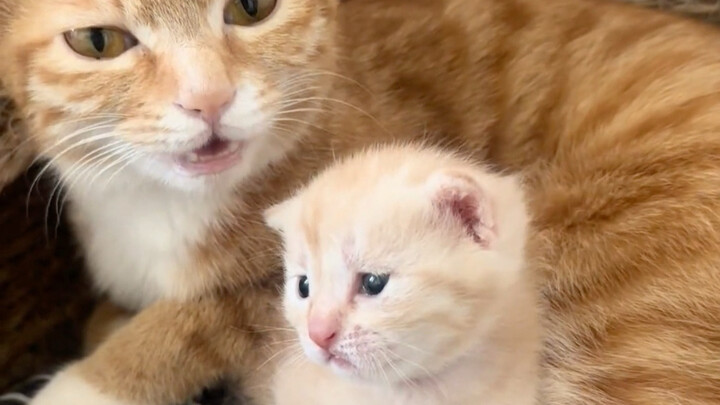 When the cat at home is an only kitten.