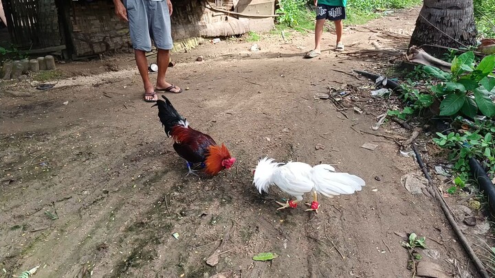 McLean Hatch VS White Gull spar