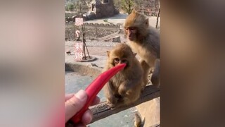 Má nó cay 🌶🌶🌶khỉcondễthương khỉcon hài xuhướng xuhuong onhavanvui