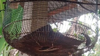 kicau burung