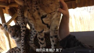 Come on, let the leopard whisperer teach you how to quickly catch a cheetah