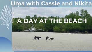 OTTER Uma at the Beach with dogs. A pug Cassie and Nikita a dachshund! Very Sweet! #otter #dogs 💖💖