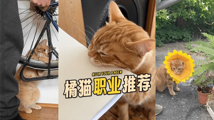 Five Career Recommendations for Orange Cats 🍊