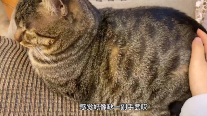 【狸花猫】主人没手套，打起了猫咪皮毛的主意，这么好的手感不做手套可惜了