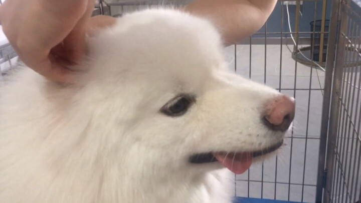 Kepala Samoyed lagi kebanjiran nih!